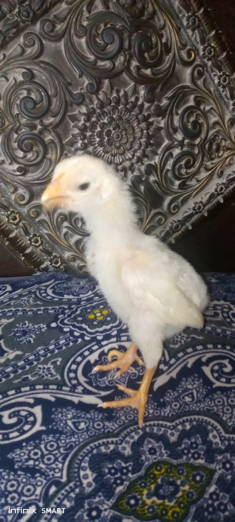 Top quality blue dragon aseel chicks and white O shamo chick available — photo 5