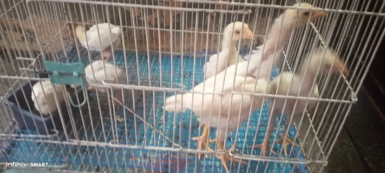 Top quality blue dragon aseel chicks and white O shamo chick available — photo 6