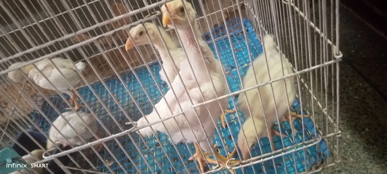 Top quality blue dragon aseel chicks and white O shamo chick available — photo 7