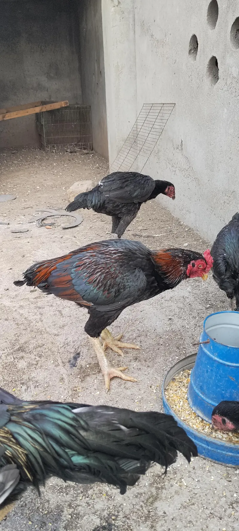 amroha for sale — photo 4