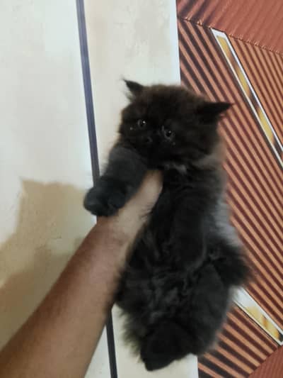 pekki blood line female kitten available for sale