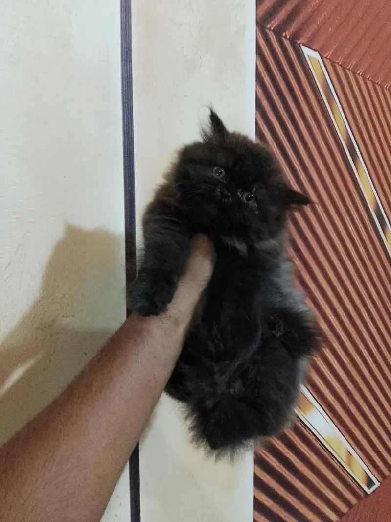 pekki blood line female kitten available for sale — photo 2