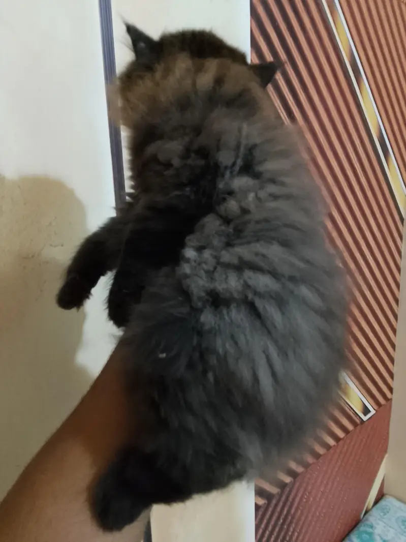 pekki blood line female kitten available for sale — photo 3