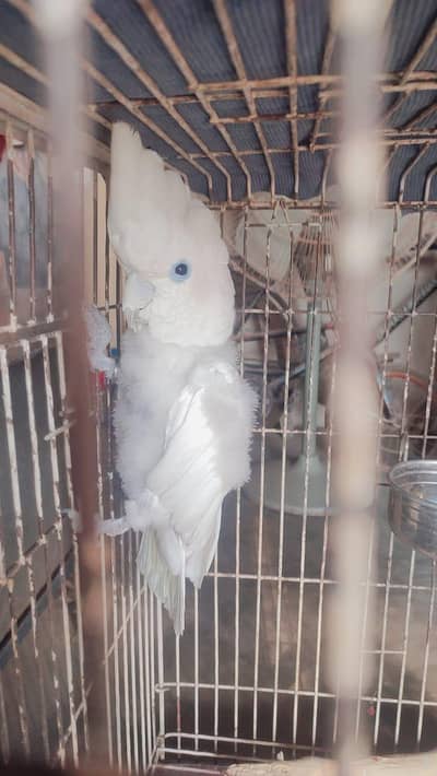 Ducorp/Solomon Cockatoo For sale
