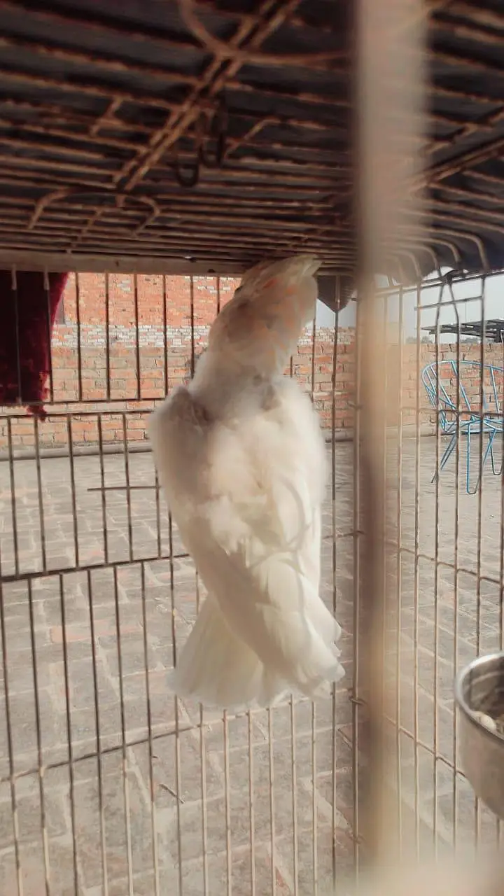 Ducorp/Solomon Cockatoo For sale — photo 2