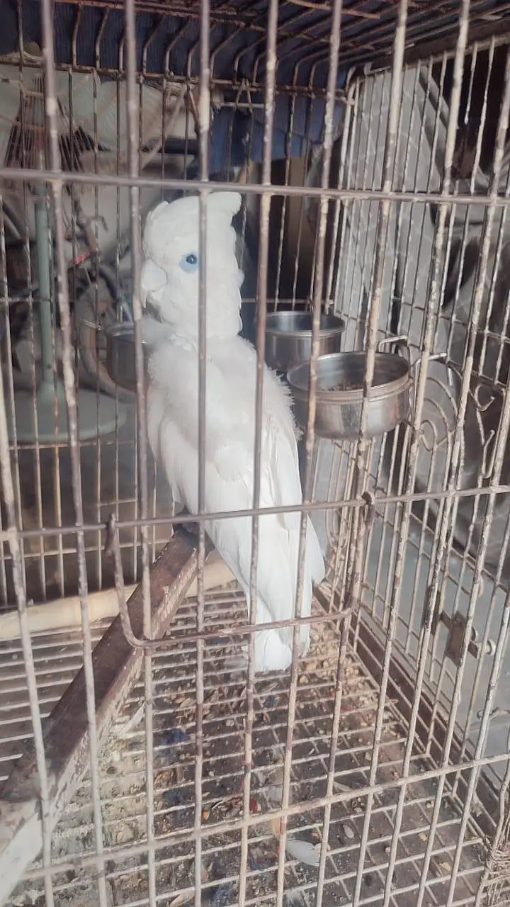 Ducorp/Solomon Cockatoo For sale — photo 3