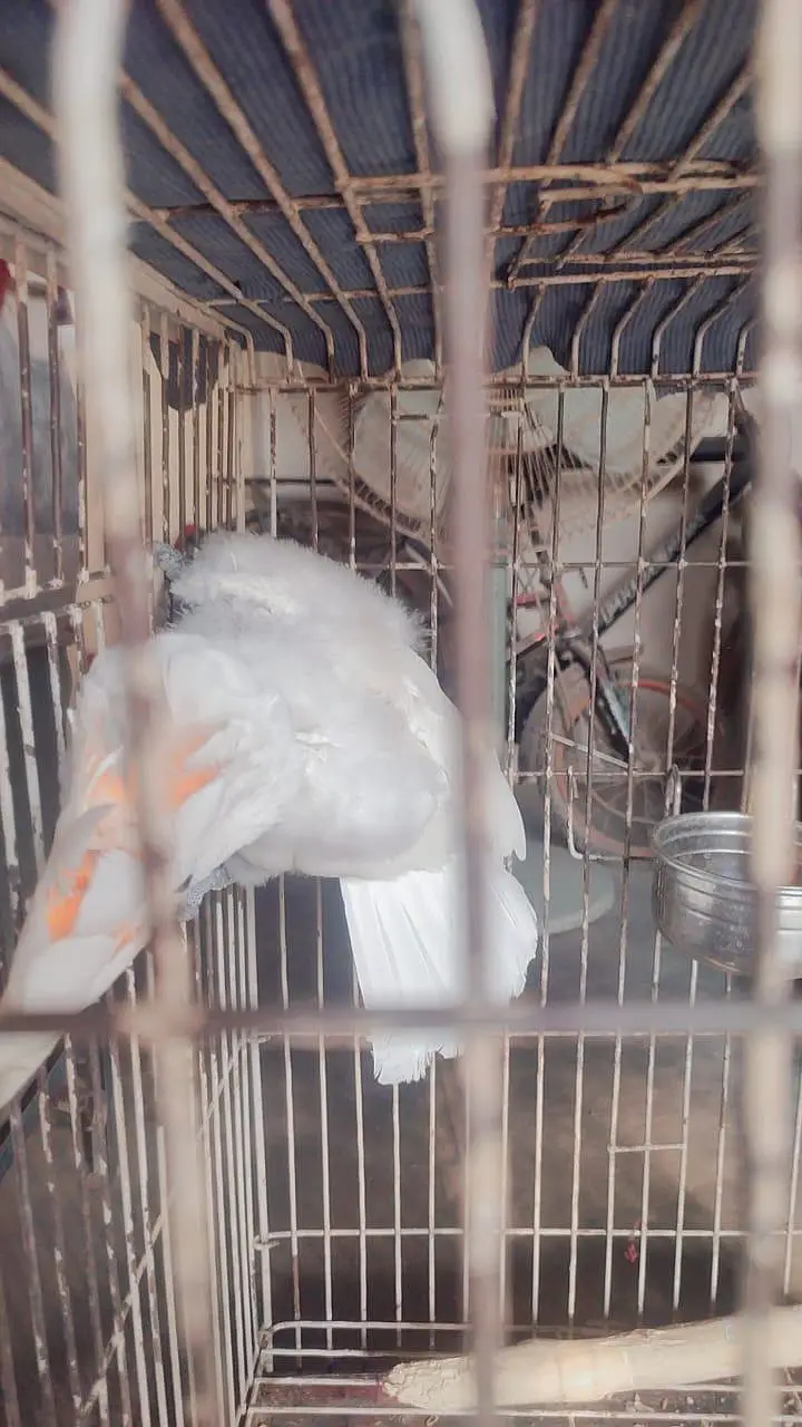 Ducorp/Solomon Cockatoo For sale — photo 4