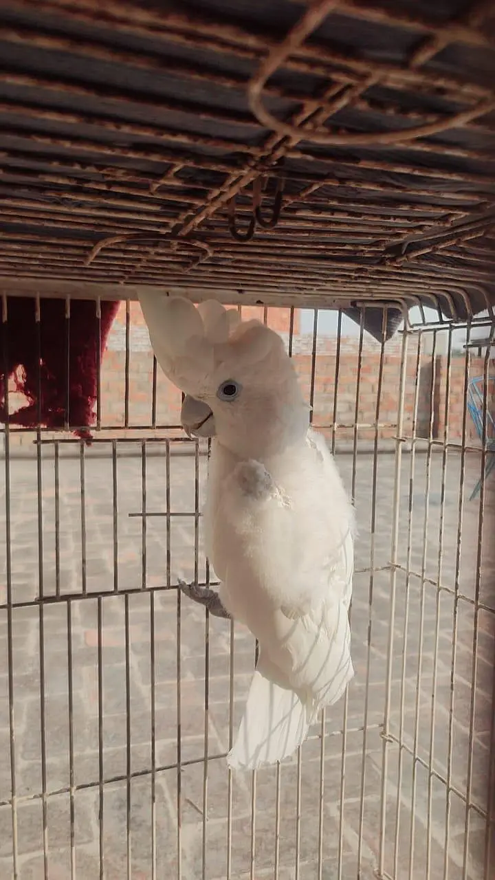 Ducorp/Solomon Cockatoo For sale — photo 5