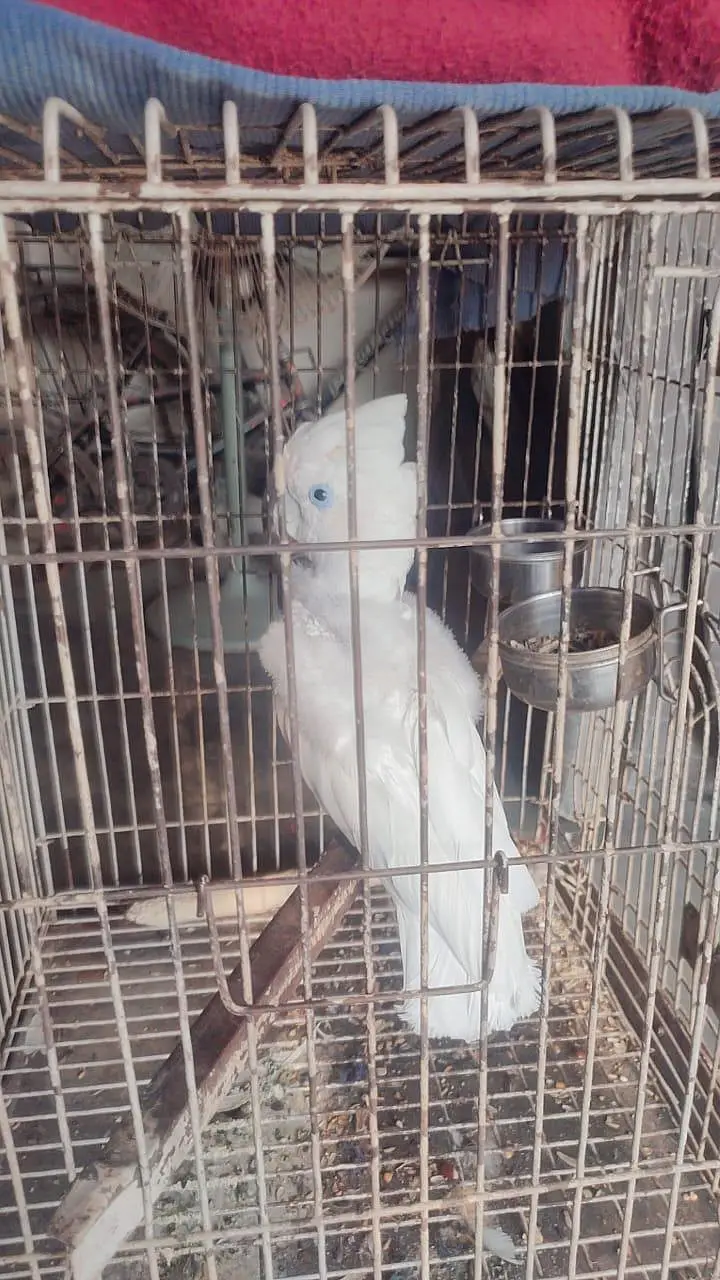 Ducorp/Solomon Cockatoo For sale — photo 6