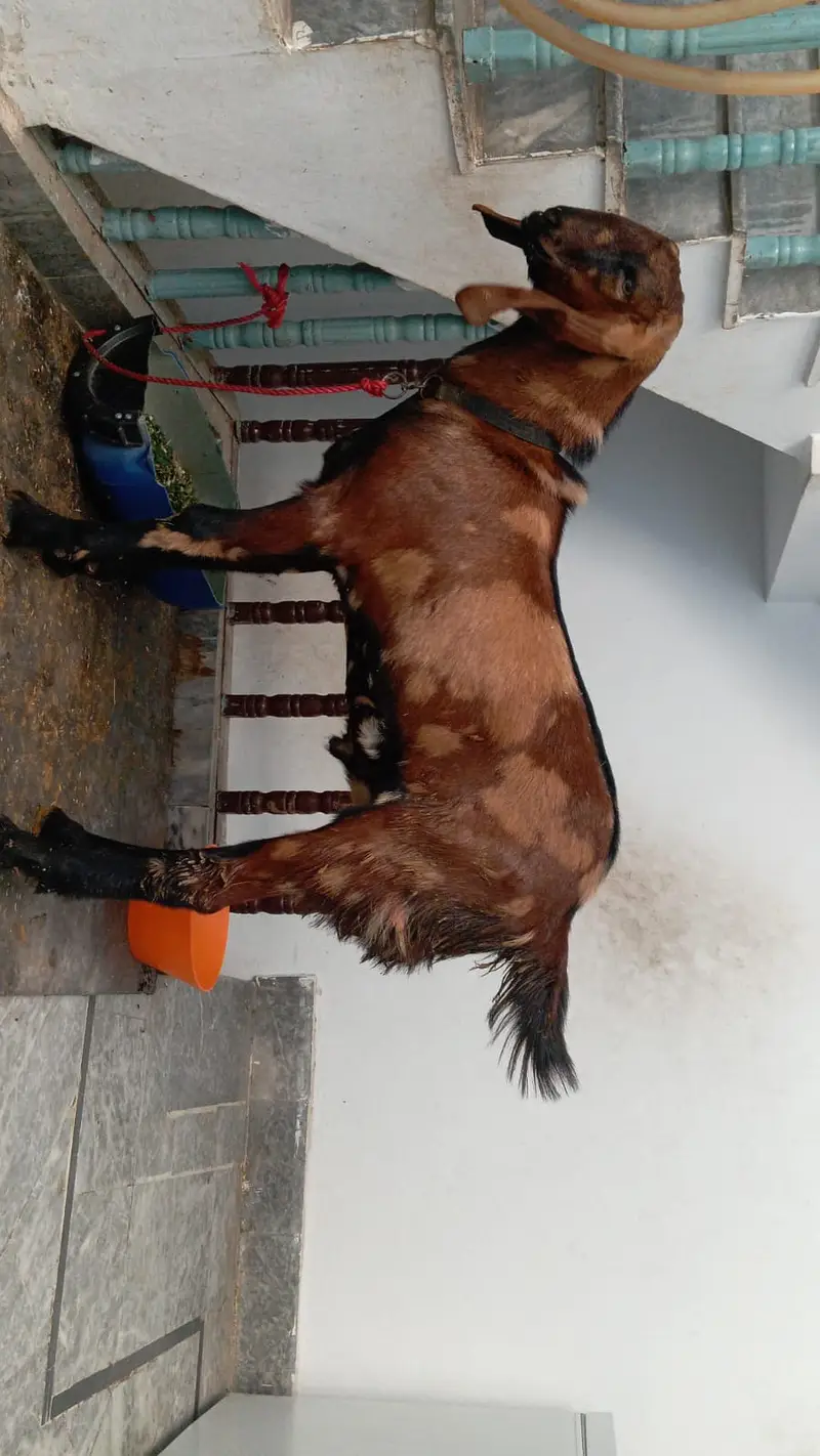 Healthy and Active Bakra for Sale  for Breading and qurbani — photo 3