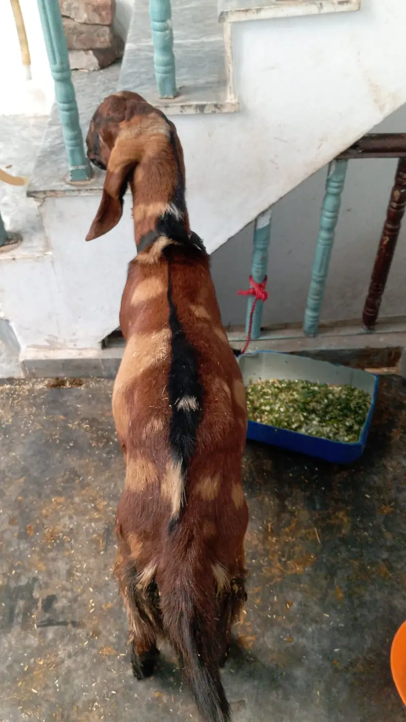 Healthy and Active Bakra for Sale  for Breading and qurbani — photo 4