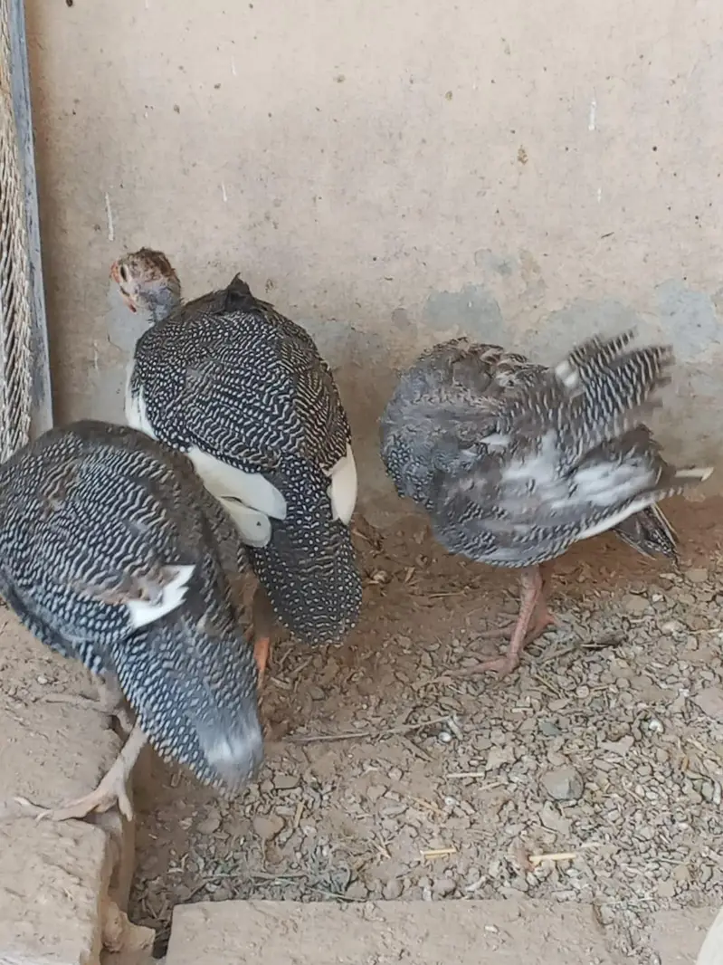 Chakor — photo 5