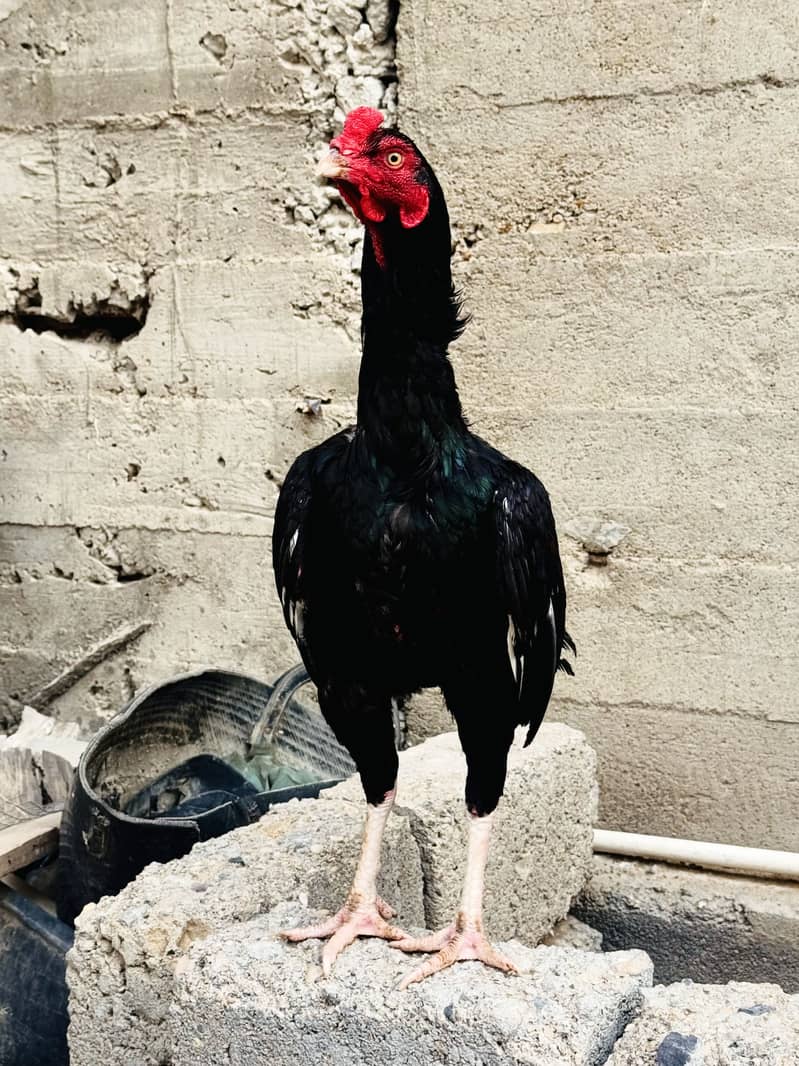 Black Lasani 1