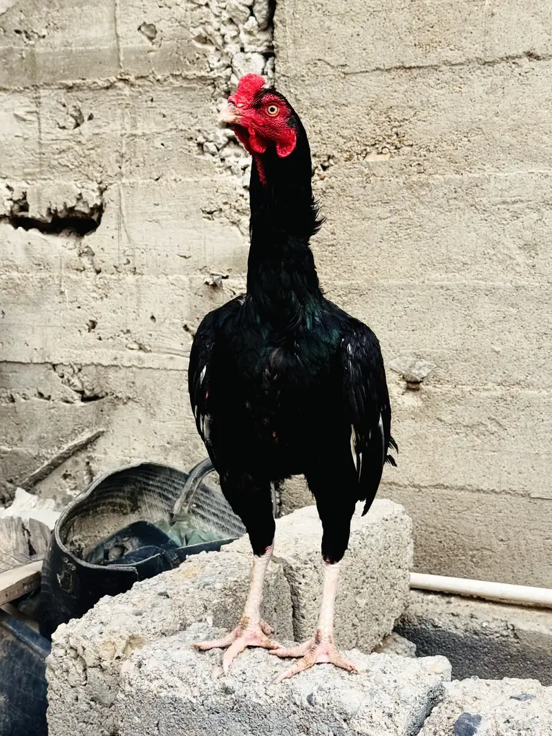 Black Lasani — photo 2
