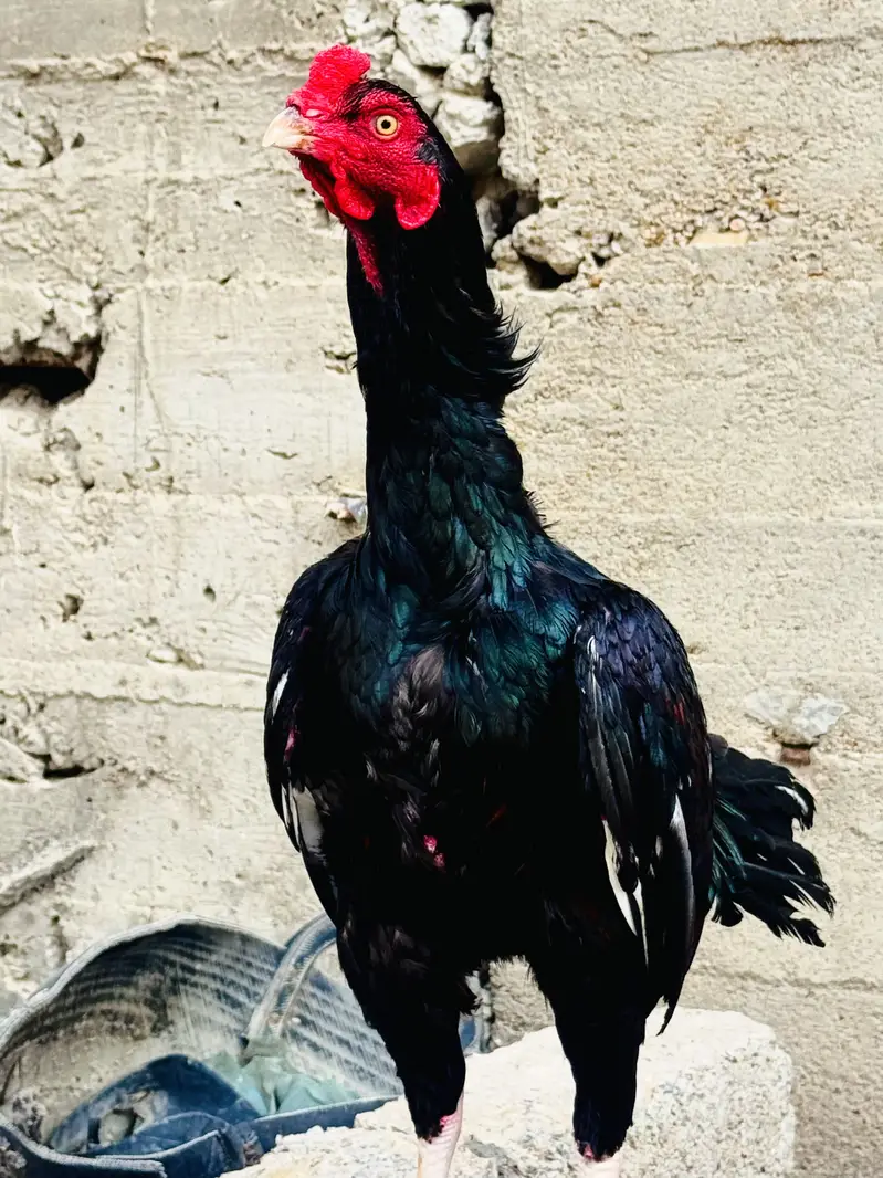 Black Lasani — photo 3