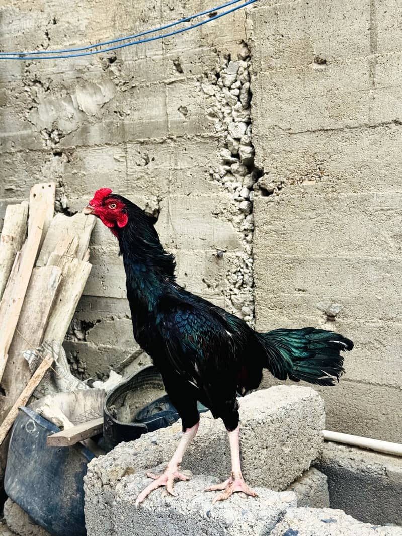 Black Lasani 3