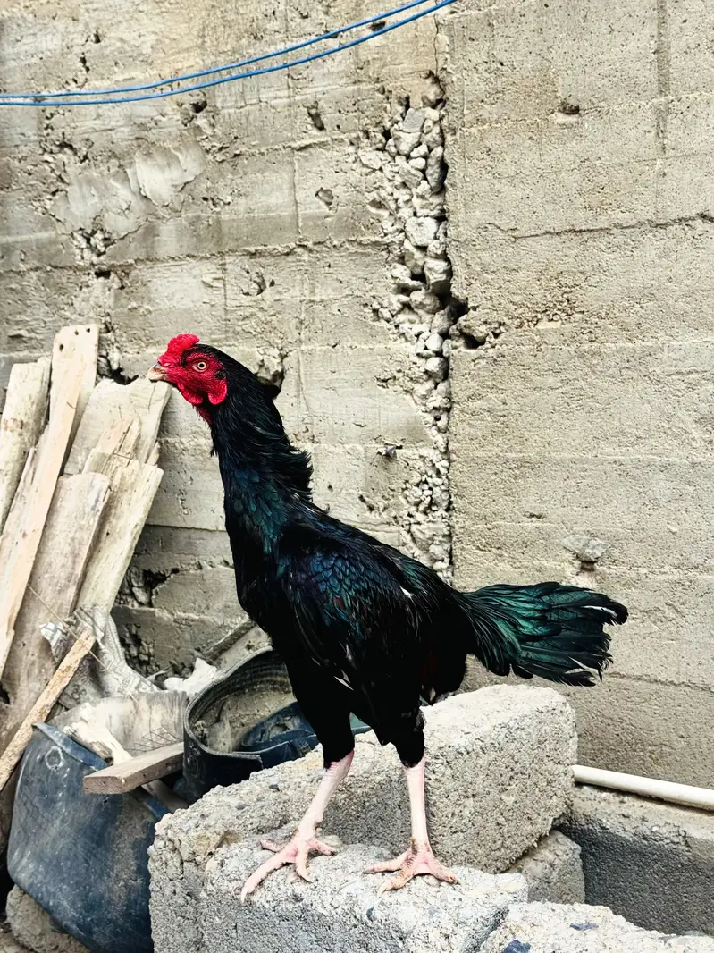 Black Lasani — photo 4