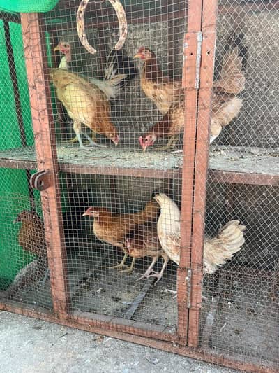 golden misri  stater murghiya 17 ha for sale