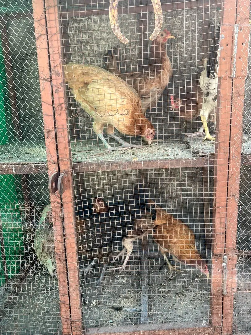 golden misri  stater murghiya 17 ha for sale — photo 4