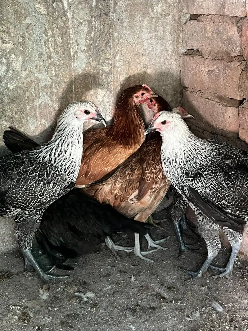golden misri  stater murghiya 17 ha for sale — photo 6