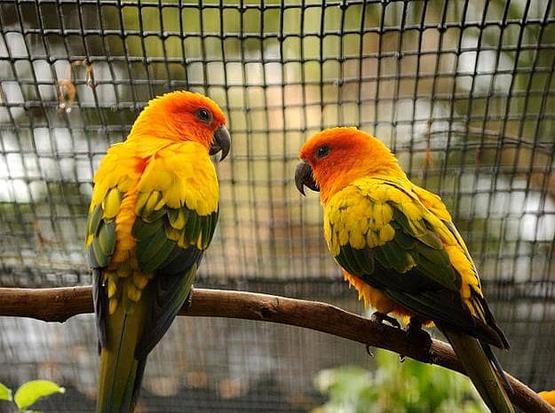sun conure 0
