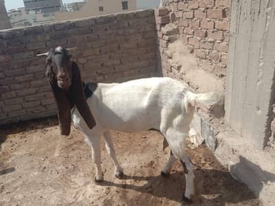bakri urgent