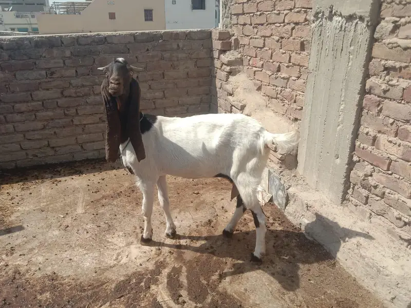 bakri urgent — photo 2