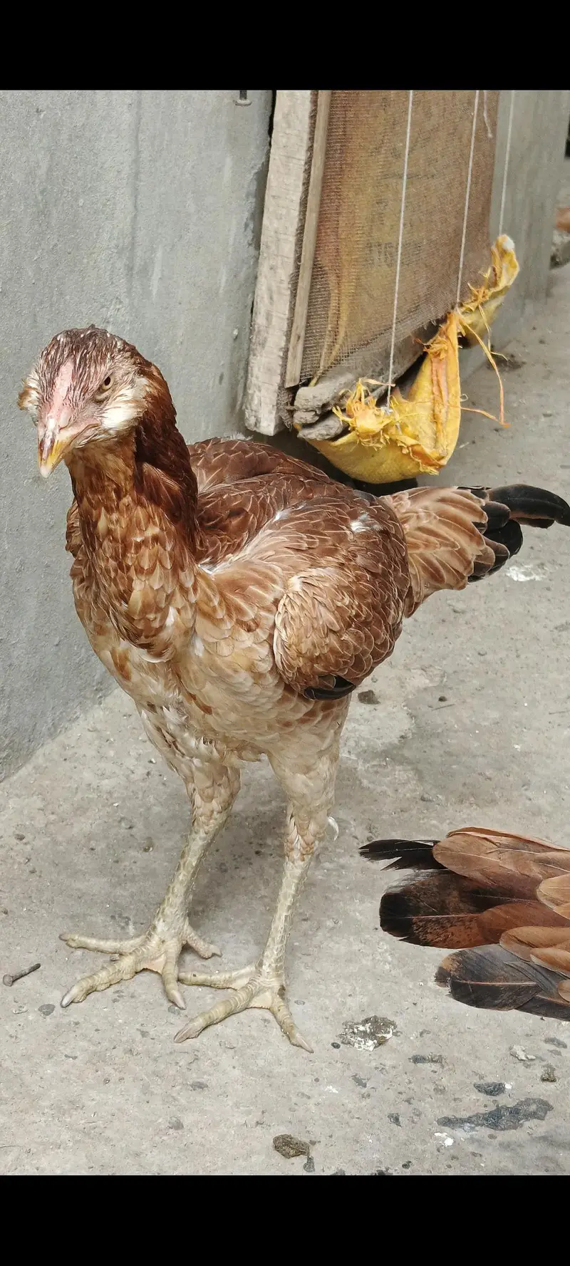 burmi+panus+Pakistani — photo 3