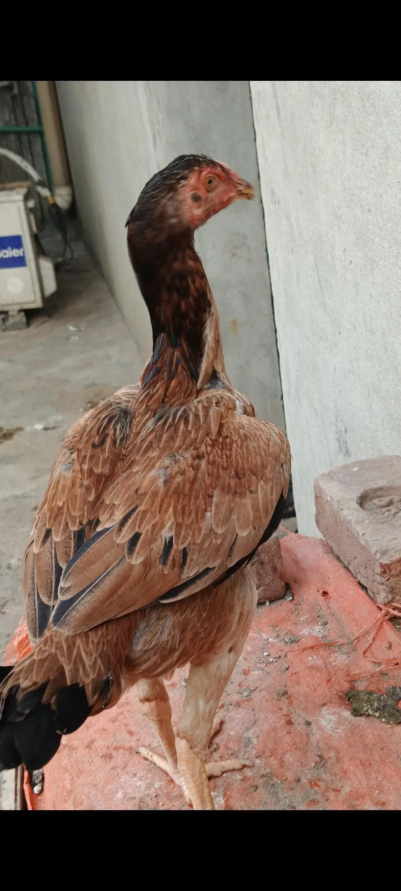 burmi+panus+Pakistani — photo 4