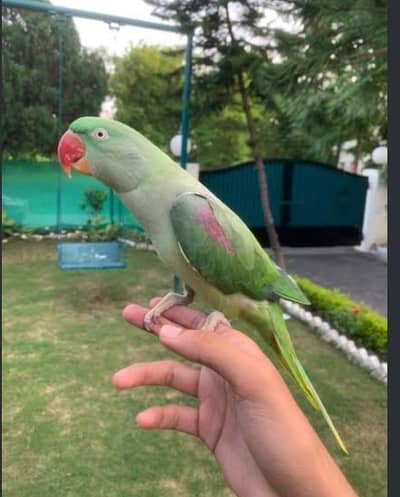 hand tame raw parrot