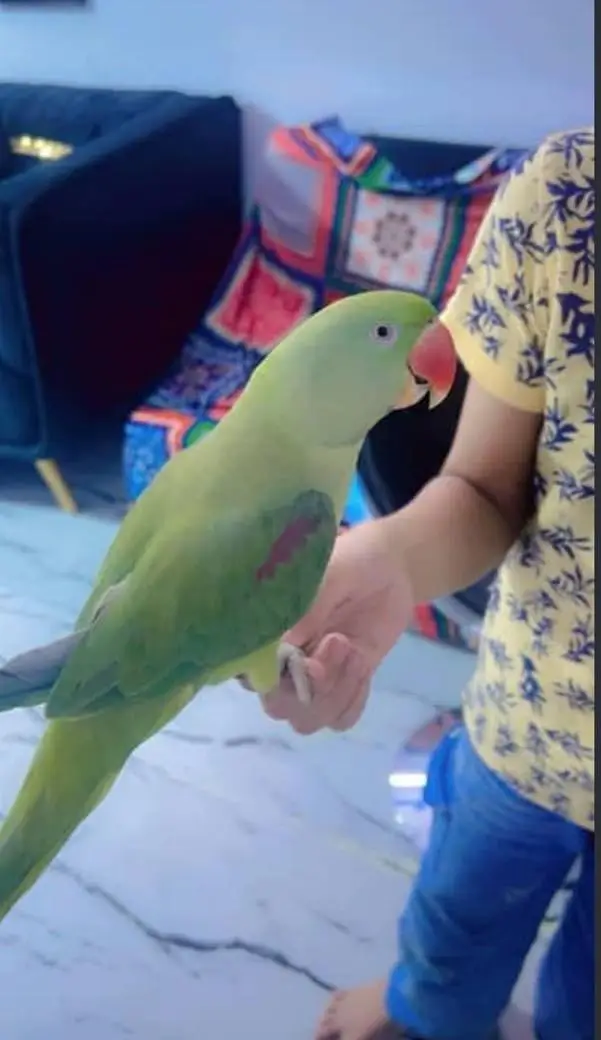 hand tame raw parrot — photo 2