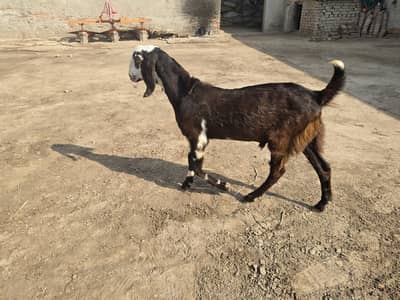 Bakra for sale