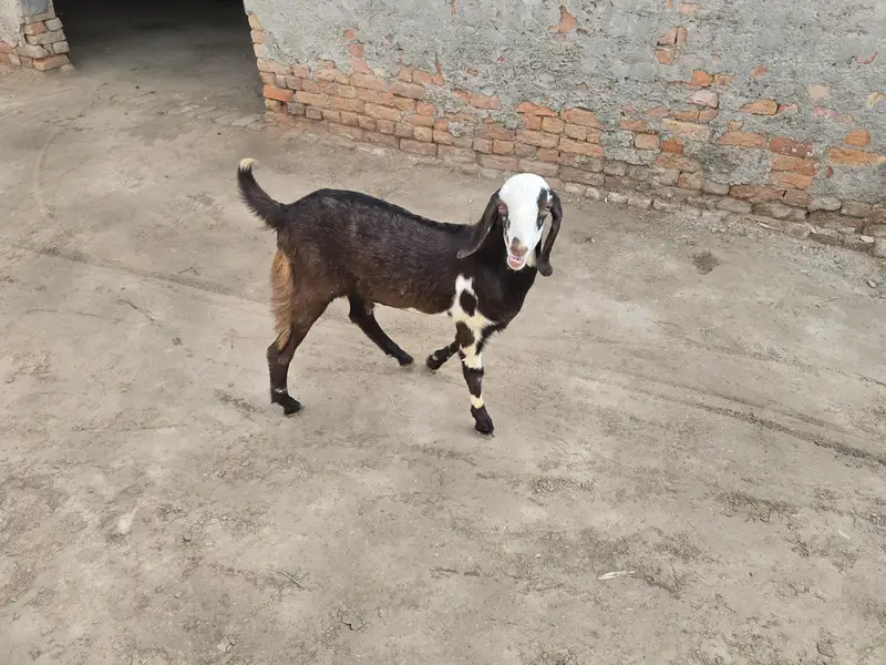 Bakra for sale — photo 2