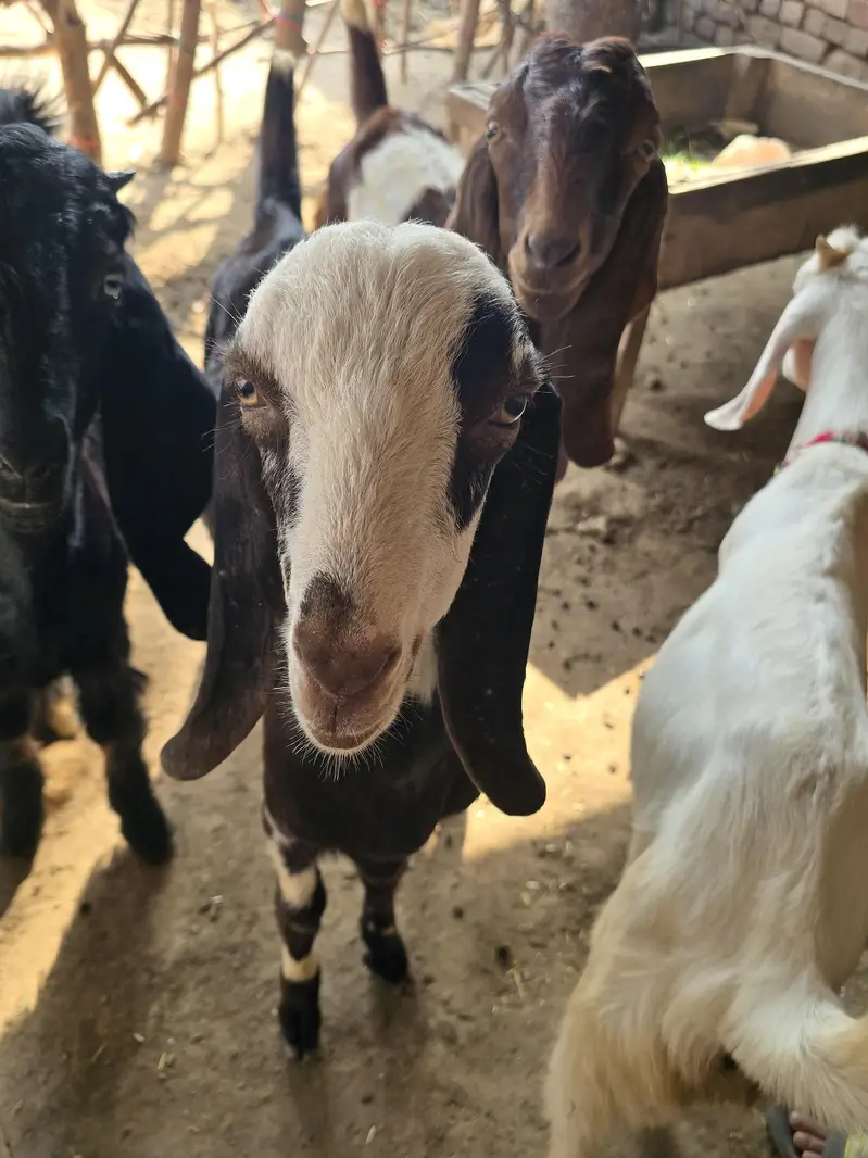 Bakra for sale — photo 3