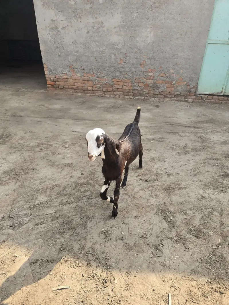 Bakra for sale — photo 4