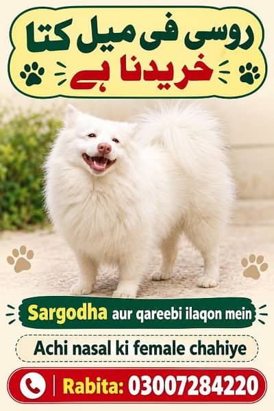 kisi k pass roosi female for sale ho 03007284220