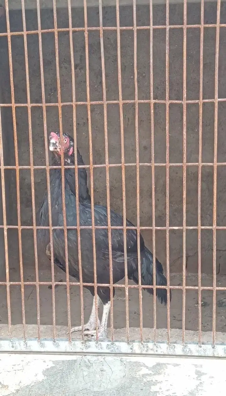 Mushki Female Kili Taj — photo 3