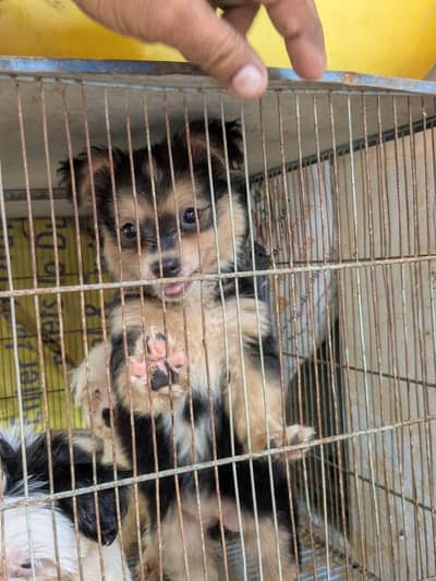 Poodle & Shih Tzu Pups Urgent Sell.