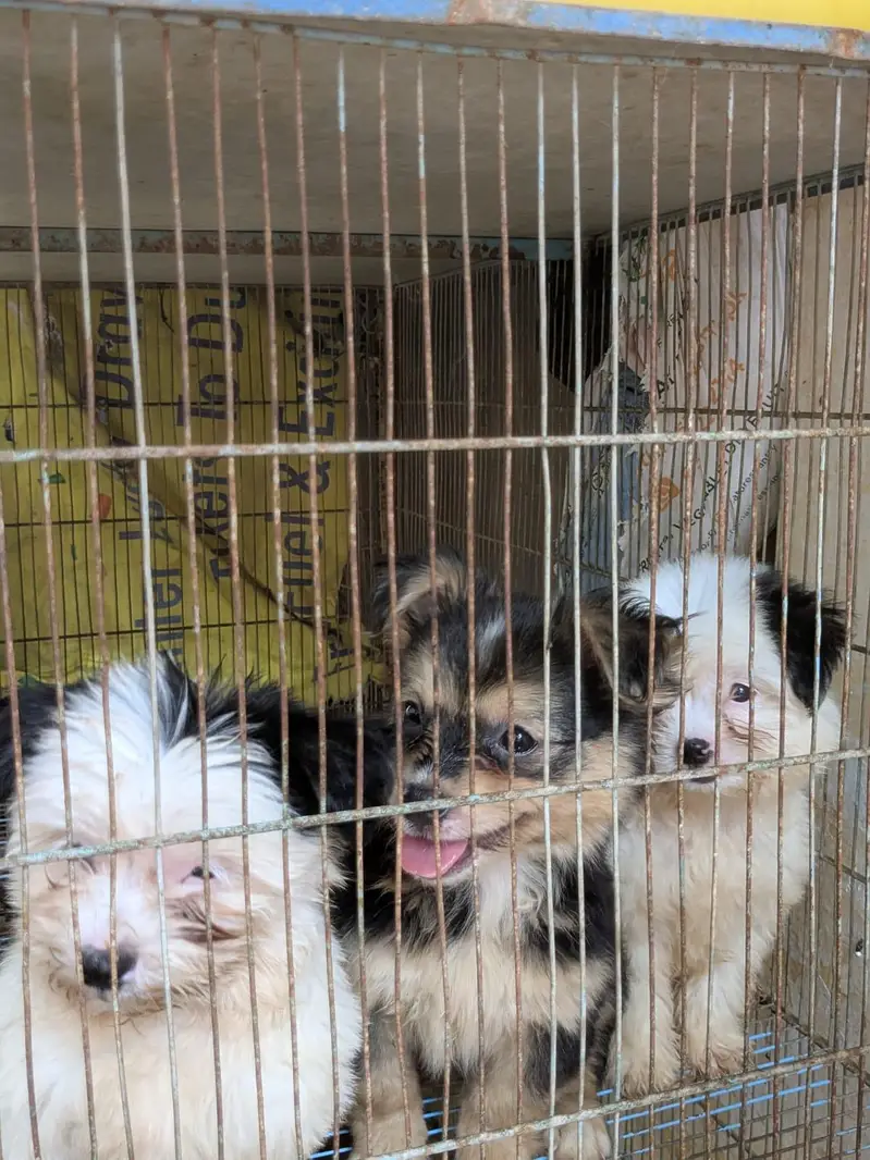 Poodle & Shih Tzu Pups Urgent Sell. — photo 2