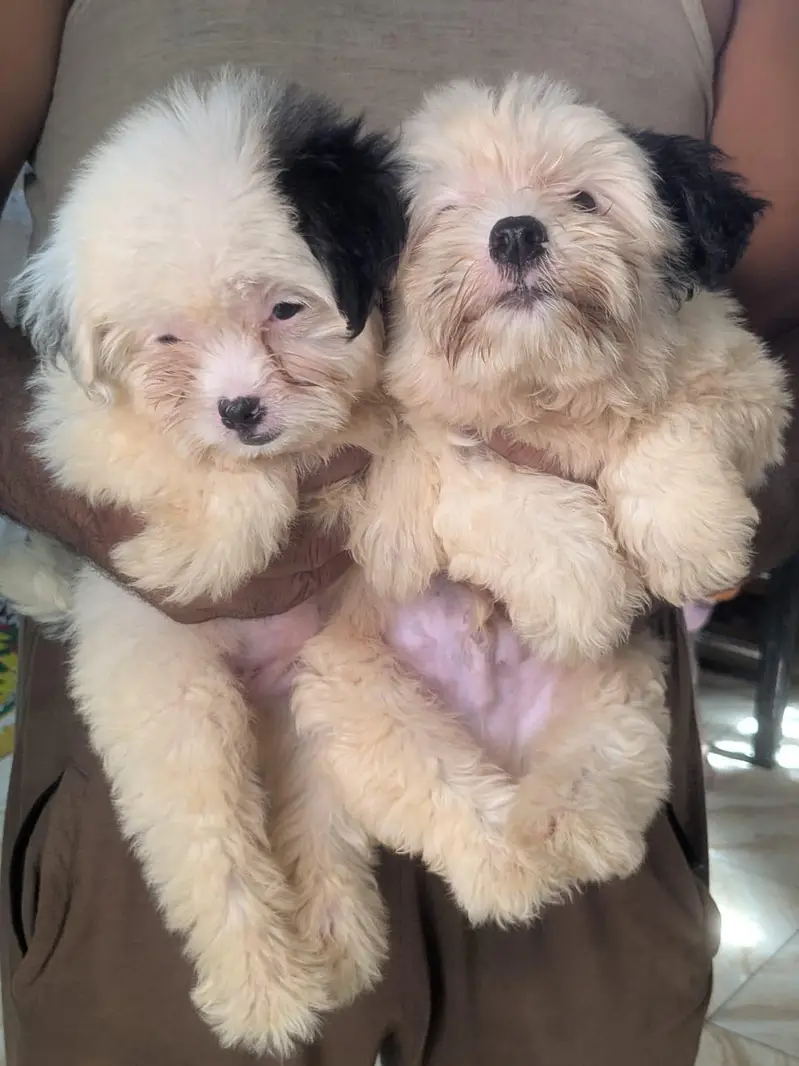 Poodle & Shih Tzu Pups Urgent Sell. — photo 3