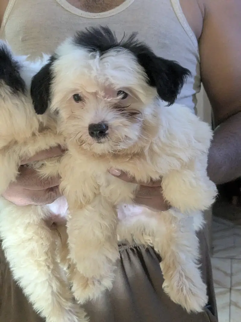 Poodle & Shih Tzu Pups Urgent Sell. — photo 4