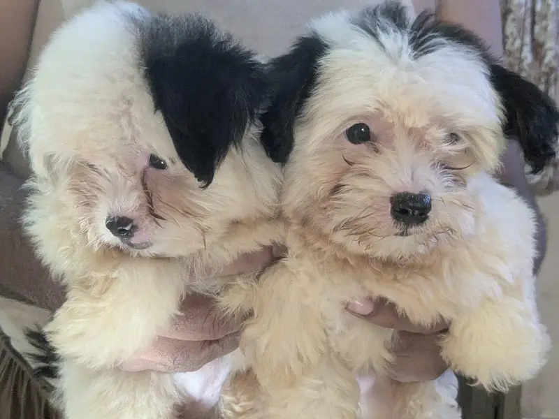 Poodle & Shih Tzu Pups Urgent Sell. — photo 5