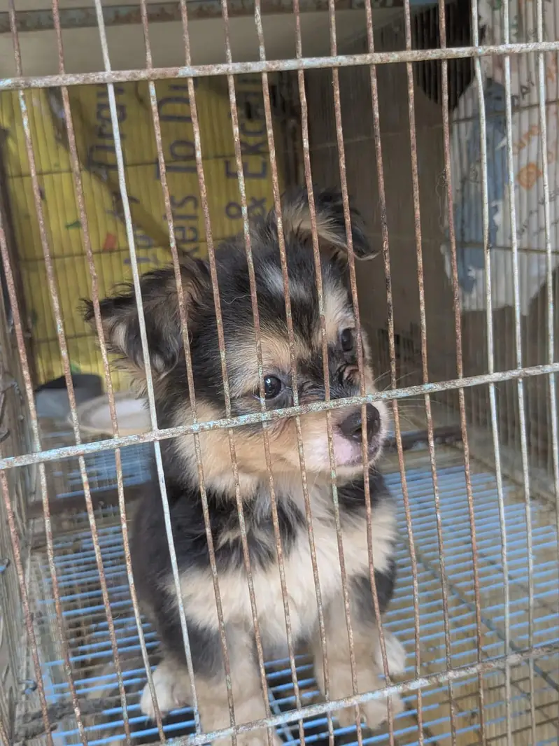 Poodle & Shih Tzu Pups Urgent Sell. — photo 6