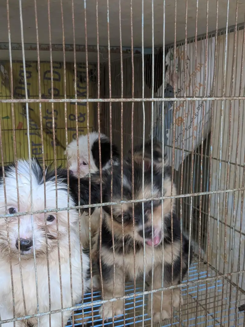 Poodle & Shih Tzu Pups Urgent Sell. — photo 7
