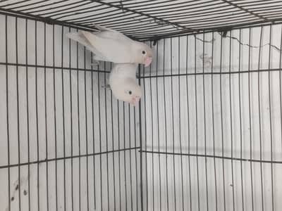LoveBirds Breeding Pairs