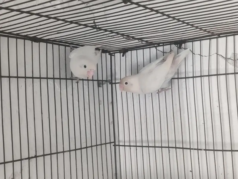 LoveBirds Breeding Pairs — photo 2