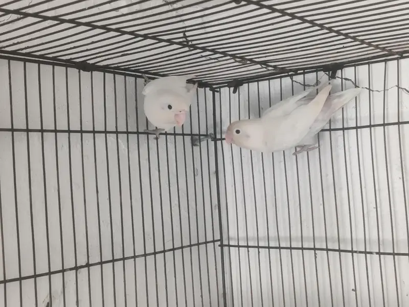 LoveBirds Breeding Pairs — photo 3