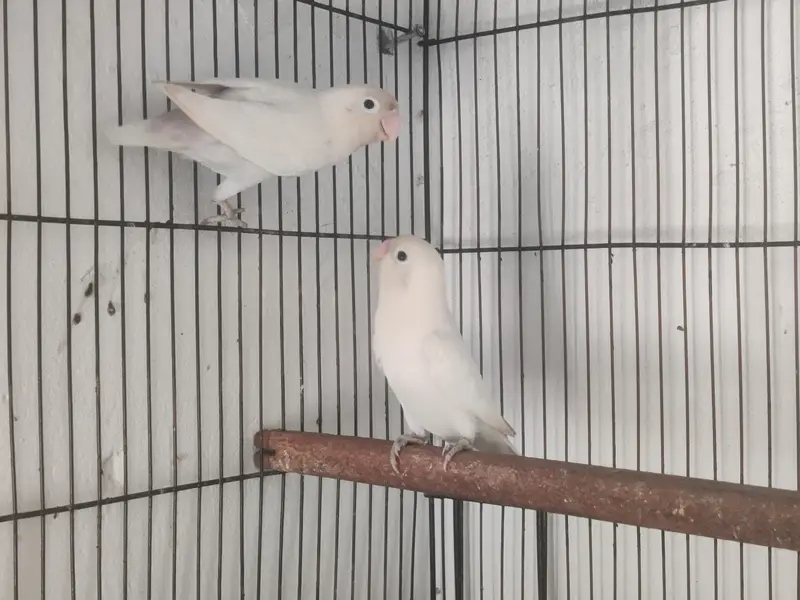 LoveBirds Breeding Pairs — photo 4