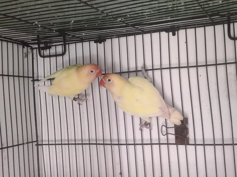 LoveBirds Breeding Pairs — photo 5