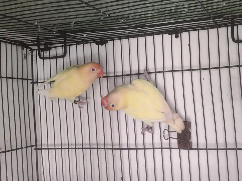 LoveBirds Breeding Pairs — photo 6